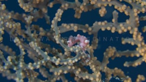 0169_Red pygmy Seahorse Denise