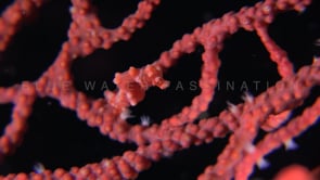0361_Pygmy Seahorse Denise in red sea fan