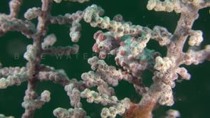 0434_Pygmy Seahorse bargibanti yawning