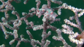0435_Pygmy Seahorse bargibanti