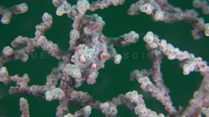 0436_Pygmy Seahorse bargibanti in sea fan