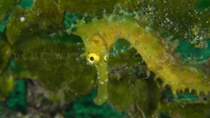 0437_Yellow thorny Seahorse close up