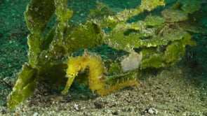 0438_Yellow seahorse in front of sea grass wide shot
