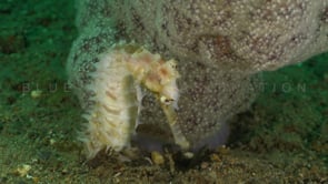 0440_White thorny Seahorse and soft coral