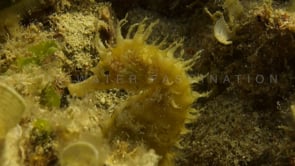 0502_Mediterranean yellow Seahorse close up