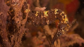 0546_Brown Seahorse close up at night