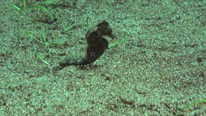 0547_swimming brown Seahorse