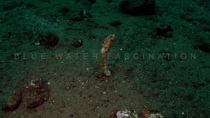 0548_swimming white seahorse