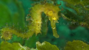 0549_swimming yellow seahorse