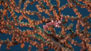 0550_Swimming Pygmy Seahorse