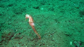 0551_swimming white seahorse