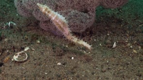 0552_Swimming white thorny Seahorse