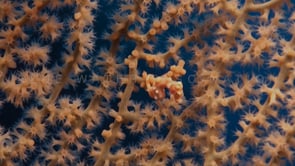0561_swimming orange pygmy seahorse Denise