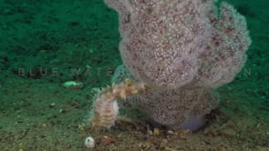 1083_white thorny seahorse feeding