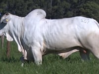 Lote 34