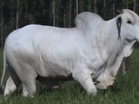Lote 63