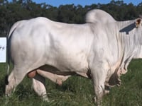 Lote 66