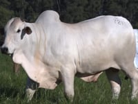 Lote 67