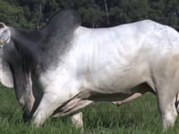 Lote 69
