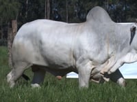 Lote 62