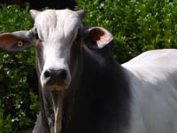 Lote 70