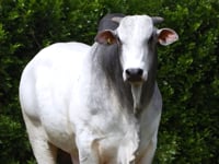 Lote 56