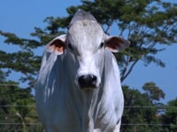 Lote 22