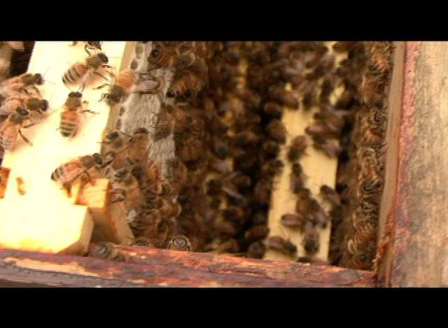 CityStream: Bee Keeping on Vimeo