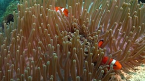 0081_Clownfish inside anemone