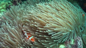 0082_clownfishes in sea anemone