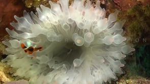 0084_Clownfish inside bubble anemone