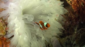 0085_Clownfish inside bubble anemone close up