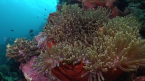 0069_ clownfish scenery