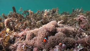 0086_Clownfish sea grass wide shot