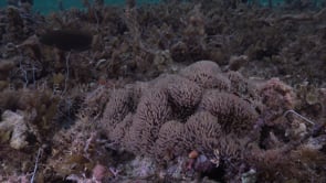 0087_clownfish on sea grass