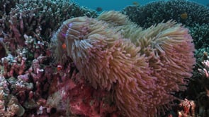 0088_Clownfish purple anemone unfolding