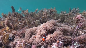 0408_Clownfish in sea anemone surrounded by sea grass