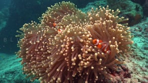 0409_Clownfish in open sea anemone