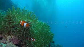 0422_clownfish in green sea anemone