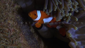 0423_Clownfish with eggs