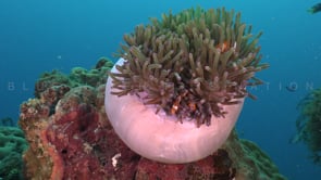 0678_Clownfish in pink anemone
