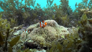 0679_Clownfish in sea grass