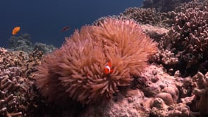0680_Clownfishes with turtles