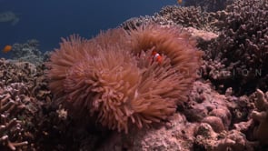 0681_Clownfishes with turtle far