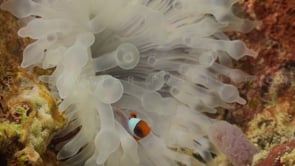 0682_clownfishes in bleached anemone