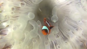 0683_clownfishes in bleached anemone close up