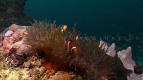 0685_Clownfishes on coral reef wide shot