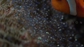 0686_Close up and zoom in clownfish eggs