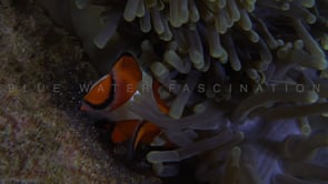 0687_two clownfish fanning their eggs