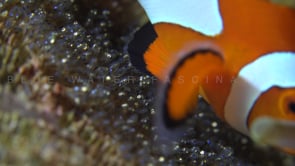 0688_clownfish fanning eggs super close up